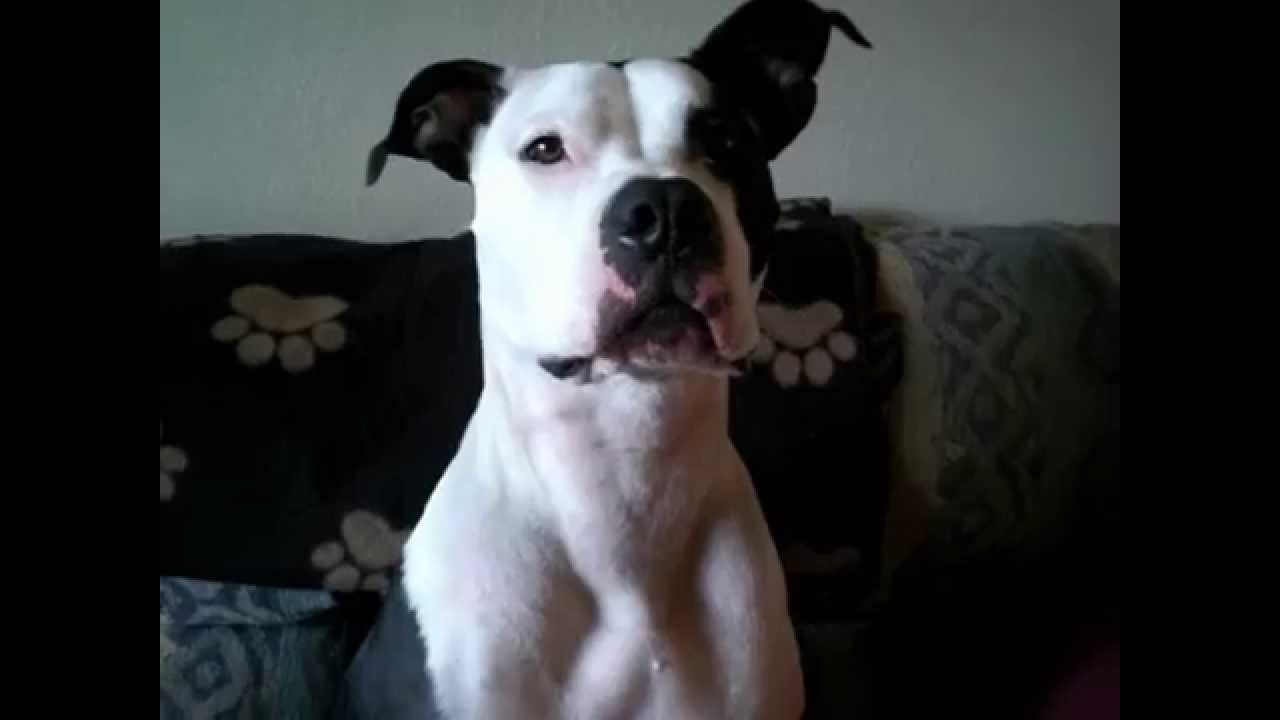 Run Kratos, Run! Pit Bull Treadmill Workout YouTube