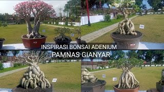 cool adenium / frangipani bonsai inspiration for beginners ||pamnas gianyar