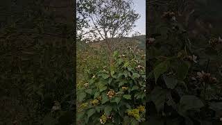 PAISAJE EN ALTO DE LA BURRERA, MUNICIPIO DE PITALITO HUILA