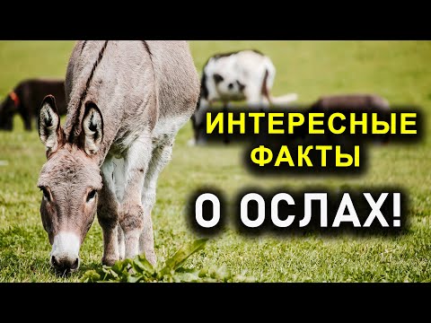 ИНТЕРЕСНЫЕ ФАКТЫ О ОСЛАХ!