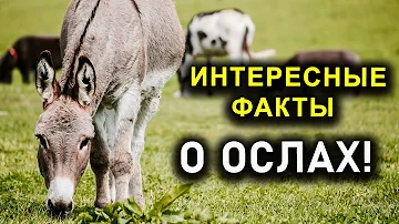 ИНТЕРЕСНЫЕ ФАКТЫ О ОСЛАХ!