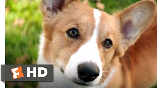 A Dog's Purpose (2017) - Corgi in Love Scene (6/10) | Movieclips