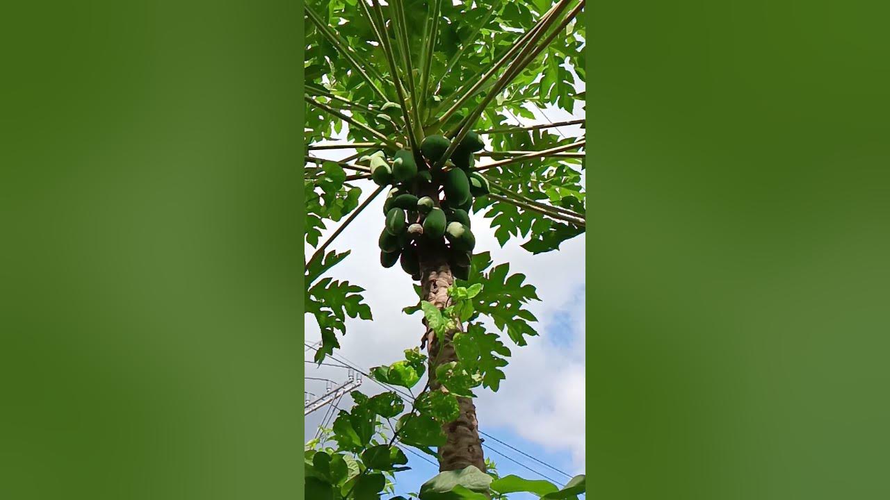 my manok papaya tanlad at luya..anong recipe dapat at Anong kulang