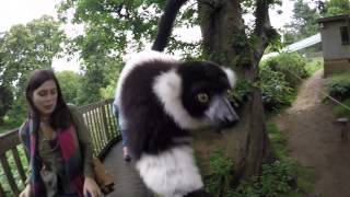 funny lemur pushing girl over