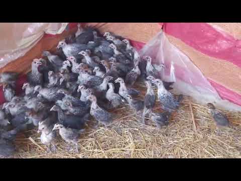 كتاكيت فيومي للحجز عمر 45 يوم بتمن مناسب 