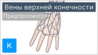 Вены верхней конечности (предпросмотр) - Анатомия человека | Kenhub