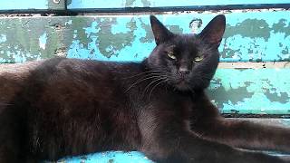 ベンチに寝ていた黒猫ちゃん