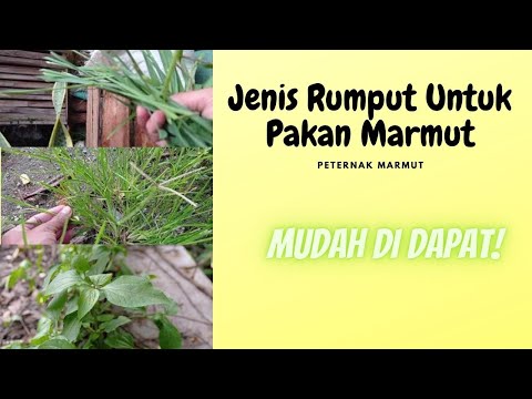 Video: Di Mana Dan Bagaimana Makan Marmut, Atau Cuy, Di Lima Dan Pedesaan Peru