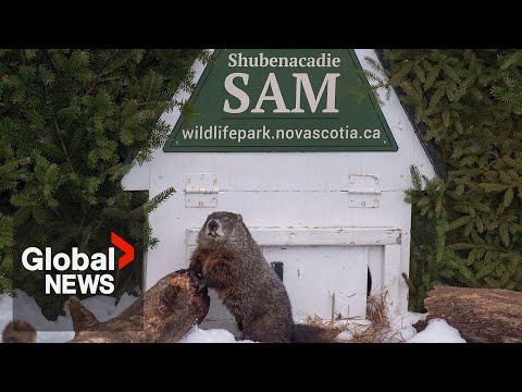 Groundhog day 2023: shubenacadie sam sees her shadow, predicts 6 more weeks of winter