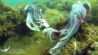 Cuttlefish video for Blog
