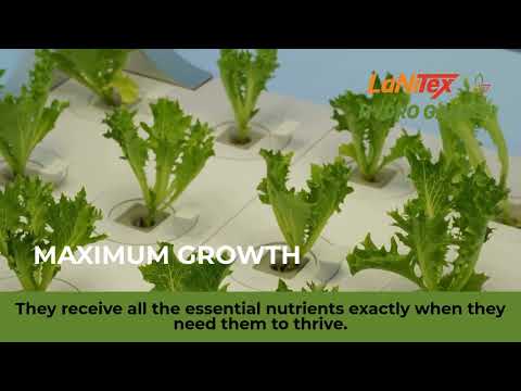Salad greens growing in a LaNiTex Smart Grow Box in a kitchen