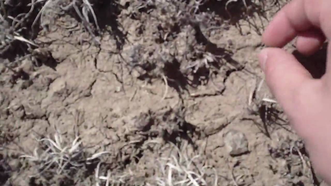 Arrowhead Hunting NM 3/23/2010 YouTube