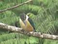 NZ Birds :: Kingfisher