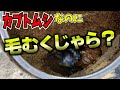 全身に毛が生えたカブトムシが羽化しました