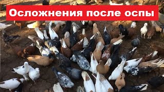 Можно ли оставлять голубей на племя, которые переболели вирусом оспы?