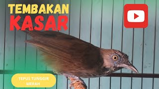 TEMBAKAN KASAR !! TEPUS TUNGGIR MERAH COCOK UNTUK MASTERAN BURUNG MURAI BATU,CUCAK HIJAU,KACER DLL