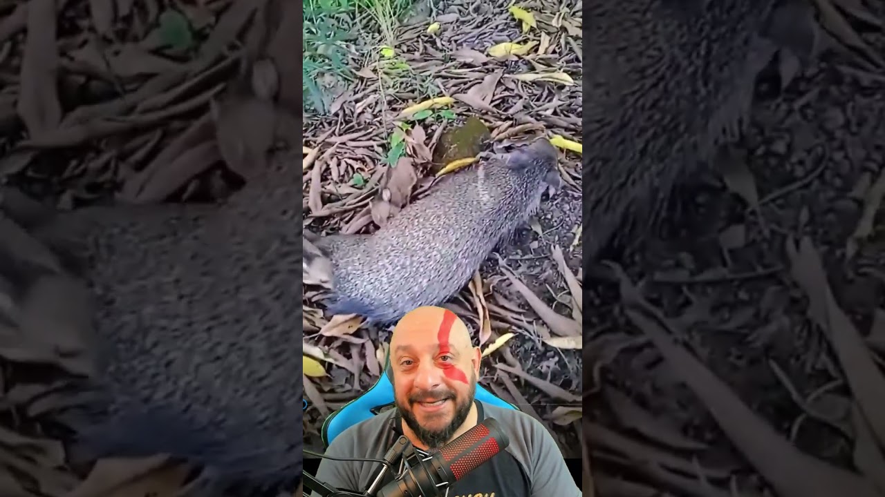 Porca selvagem parida e amamentando aceita presença humana fácil?