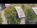 Thuja &#39;Little Giant&#39; (Globe Arborvitae) // Superb Evergreen for Low Hedges, Pots &amp; Small Spaces