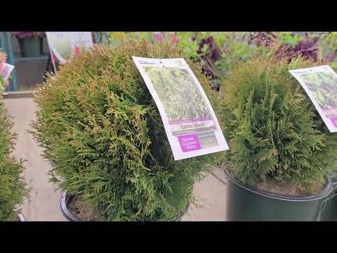 Thuja &rsquo;Little Giant&rsquo; (Globe Arborvitae) // Superb Evergreen for Low Hedges, Pots & Small Spaces