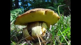 The Butter Bolete, Butyriboletus appendiculatus, Boletus appendiculatus.