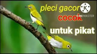 suara burung pleci betina mp3 untuk memancing bunyi