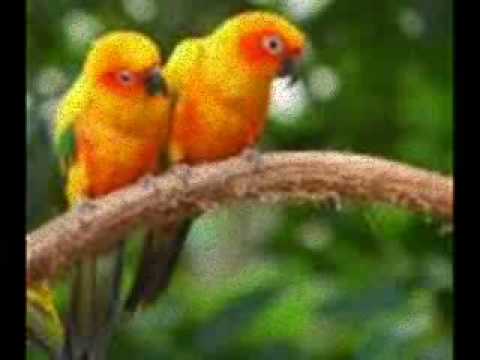What A Beautiful Creature You Are Video