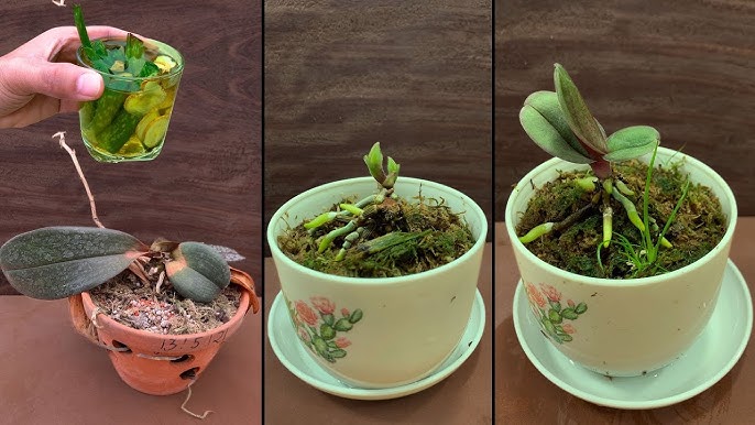 Billes d'argiles pour plantes d'intérieur, extérieur et orchidées 