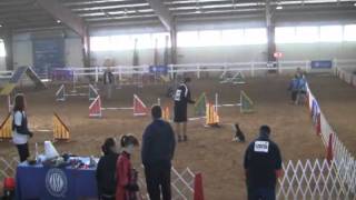 Rocky at AKC Nationals 2011.avi