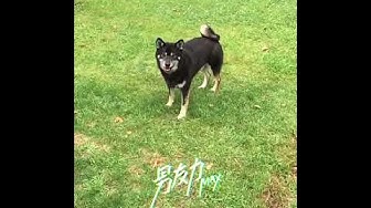 爱犬 Youtube
