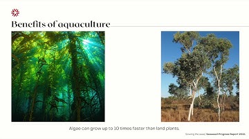 The role of Macroalgae in carbon sequestration