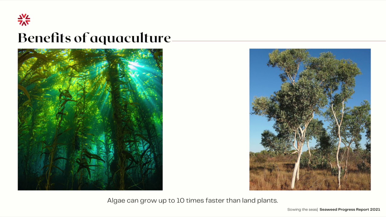 The role of Macroalgae in carbon sequestration