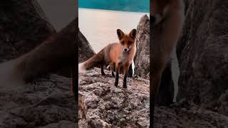 Cameraman Closely Filming a Fox