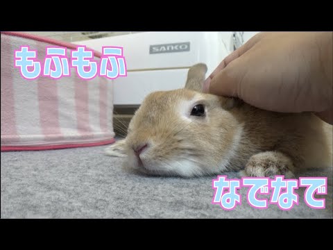 うさぎ 鼻を鳴らすうさぎ なでなでが気持ちよすぎる The Rabbit Feels Comfortable To Be Stroked And Makes A Pupu Nose 6 Youtube うさぎ 鼻を鳴らすうさぎ なでなでが気持ちよすぎる The Rabbit Feels Comfortable To Be Stroked And Makes A Pupu Nose 6 Youtube