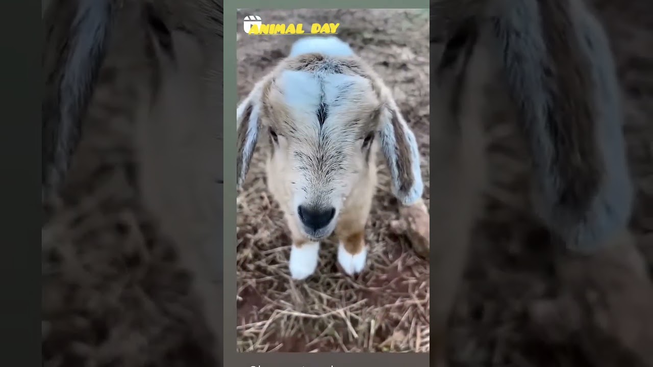 🥰🥰🥰🥰🥰🥰