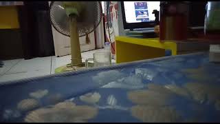 LINTANG SEWENGI‎ @flamboysmusic  #dennycaknan  ‎#guyonwaton  ‎#ndarboygenk #aftershine #cundamani