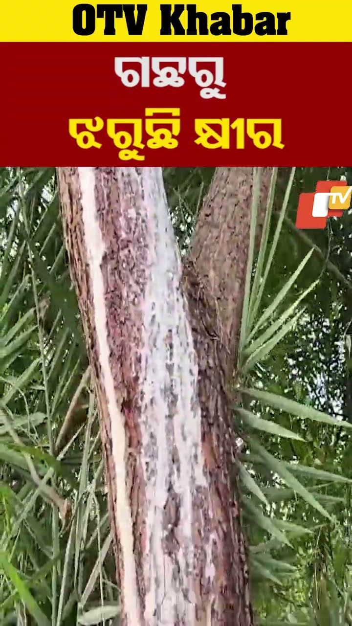 ନିମ ଗଛରୁ ଝରୁଛି କ୍ଷୀର।  #OTV  #OdishaTV  #Neem #Boudh