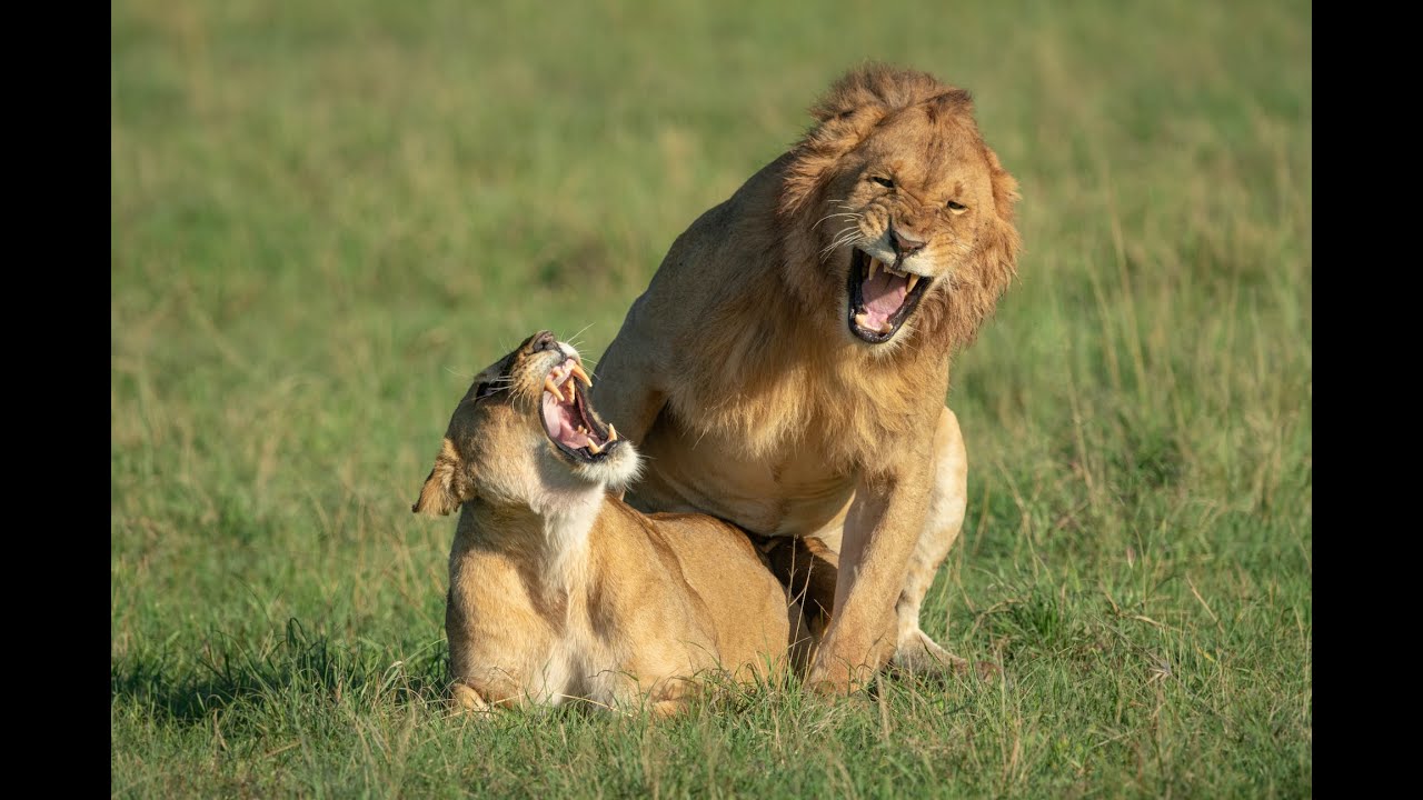 MATING LIONS Male lion mates with lioness 2 YouTube