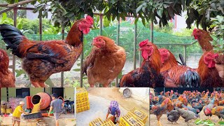 FULL VIDEO:150 Days of Raising Free-range Chickens,Collection of free-range chicken farms everywhere