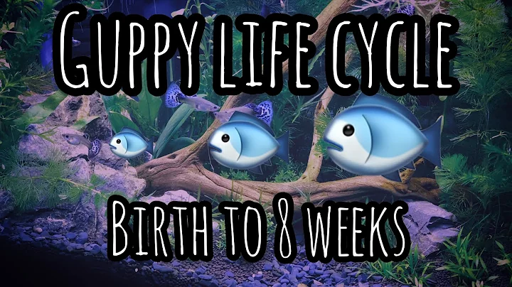 Guppy Life cycle from Birth to 8 Weeks