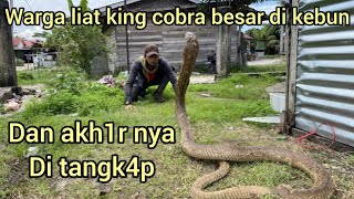 DI KIRIMIN RAJA ULAR KING COBRA SEBESAR INI DARI KEBUN SAWIT,WAH MAU DI LEPAS DI MANA INI