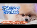 【決定版】モチの涙やけケア【ポメラニアン犬】