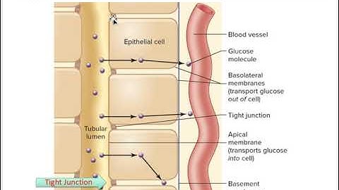 Physiology Chapter1_Introduction_Homeostasis