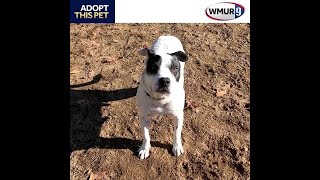 Gordon Is An 8-Year-Old Terrier Mix Looking For A New Home