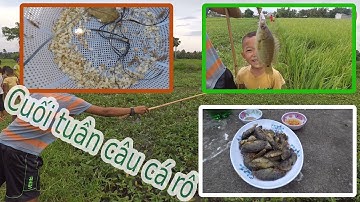 [Săn bắt] - Quay lại tuổi thơ - câu cá rô bằng trứng kiến vàng