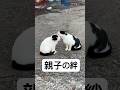 この活動がいつの日か報われますように😌祈りながら今日も精一杯がんばります🫡 #猫を救いたい #キャットレスキュー猫の鈴#TNR活動