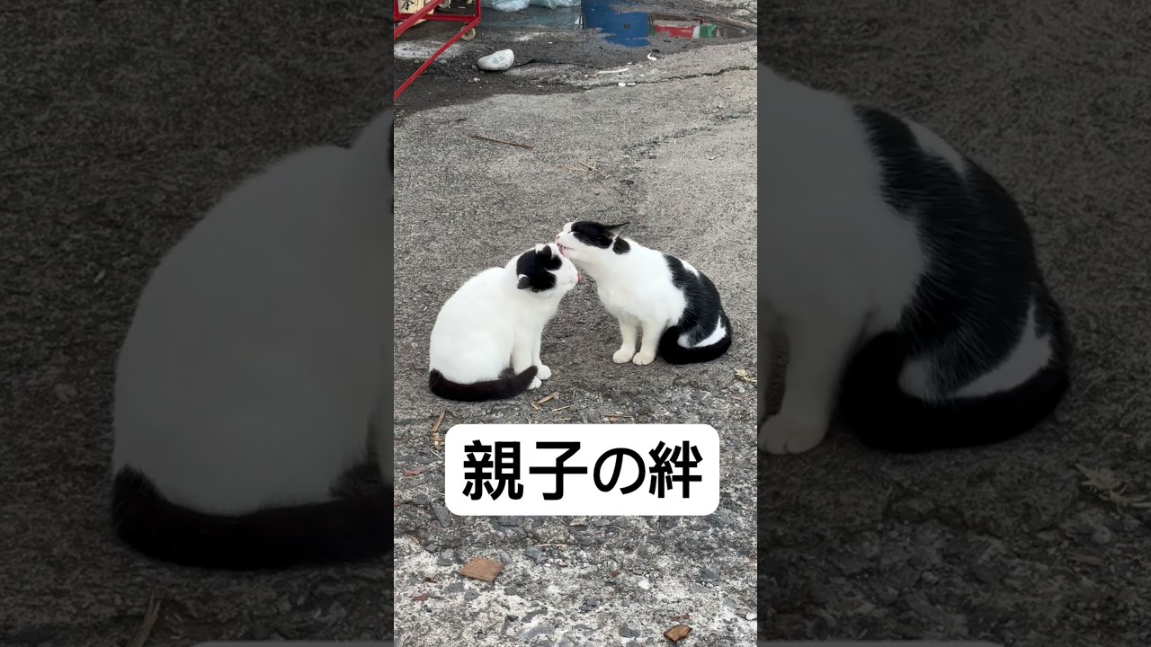 この活動がいつの日か報われますように😌祈りながら今日も精一杯がんばります🫡 #猫を救いたい #キャットレスキュー猫の鈴#TNR活動