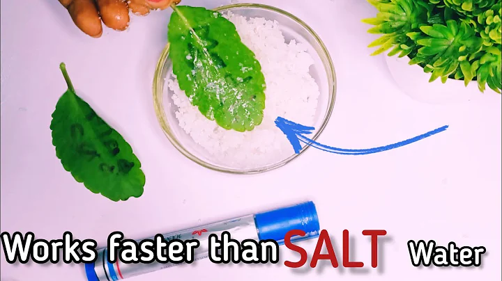 Write your name on" MIRACLE LEAF" put inside Salt(works faster than" Put your name in salt water)