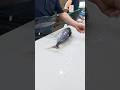 鰹片身捌く