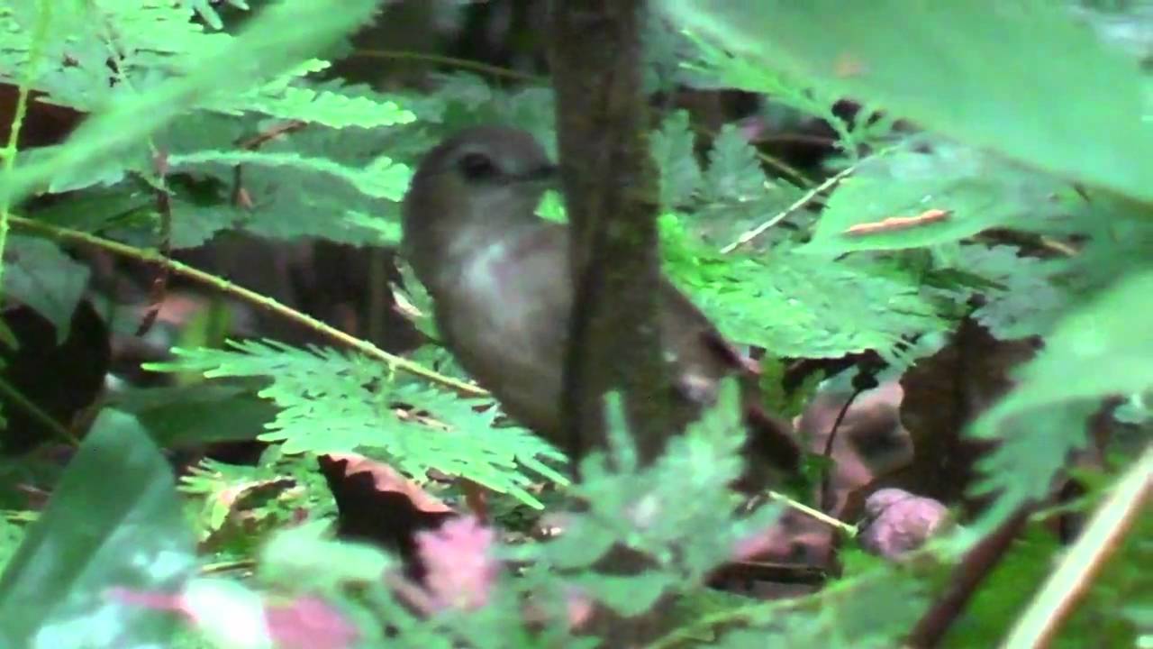 Babbler, Horsfields - Malacocincla sepiarium