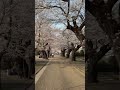 多摩霊園の桜